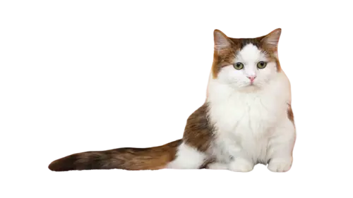 Napoleon Cat Breed
