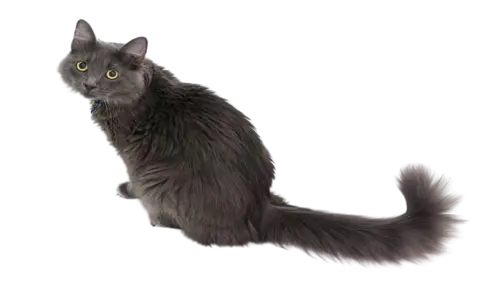 Nebelung Cat Breed