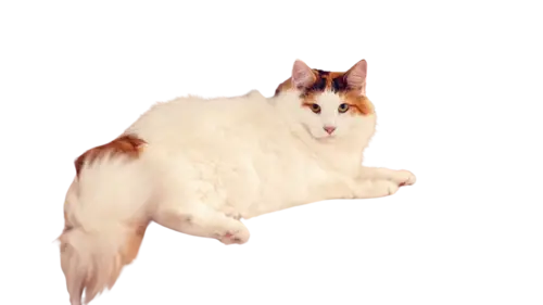 Norwegian Forest Cat Breed