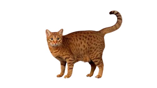 Ocicat Cat Breed
