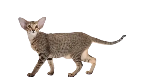 Oriental Shorthair Cat Breed