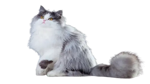 Persian Cat